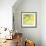 Fresh Lemons-Martha Negley-Framed Premium Giclee Print displayed on a wall