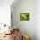 Fresh Lettuce-Kai Stiepel-Framed Premier Image Canvas displayed on a wall