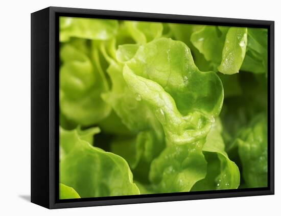 Fresh Lettuce-Kai Stiepel-Framed Premier Image Canvas