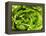 Fresh Lettuce-Greg Elms-Framed Premier Image Canvas