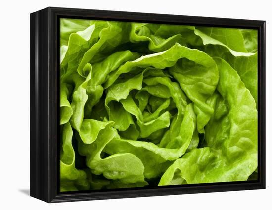 Fresh Lettuce-Greg Elms-Framed Premier Image Canvas