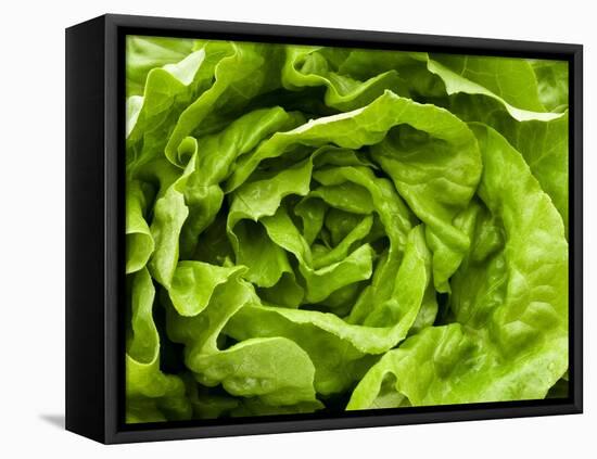 Fresh Lettuce-Greg Elms-Framed Premier Image Canvas