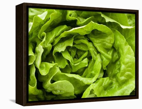 Fresh Lettuce-Greg Elms-Framed Premier Image Canvas