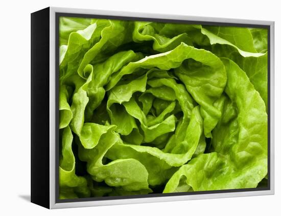 Fresh Lettuce-Greg Elms-Framed Premier Image Canvas