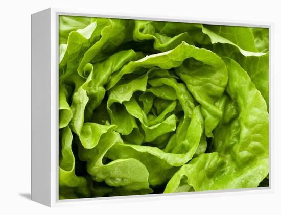 Fresh Lettuce-Greg Elms-Framed Premier Image Canvas