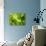 Fresh Lettuce-Kai Stiepel-Photographic Print displayed on a wall