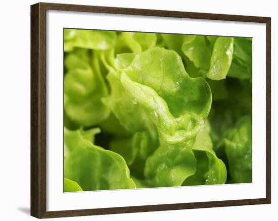 Fresh Lettuce-Kai Stiepel-Framed Photographic Print