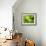 Fresh Lettuce-Kai Stiepel-Framed Photographic Print displayed on a wall