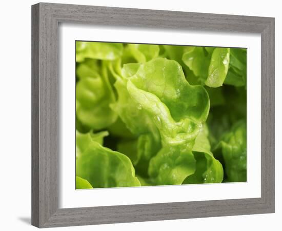 Fresh Lettuce-Kai Stiepel-Framed Photographic Print