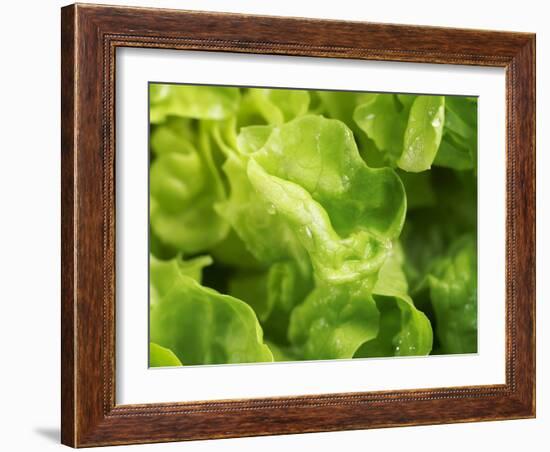 Fresh Lettuce-Kai Stiepel-Framed Photographic Print