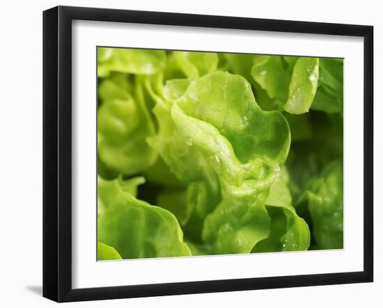 Fresh Lettuce-Kai Stiepel-Framed Photographic Print