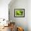 Fresh Lettuce-Kai Stiepel-Framed Photographic Print displayed on a wall