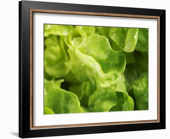 Fresh Lettuce-Kai Stiepel-Framed Photographic Print