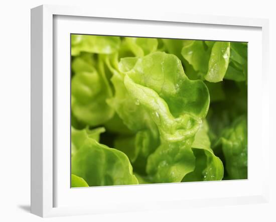 Fresh Lettuce-Kai Stiepel-Framed Photographic Print