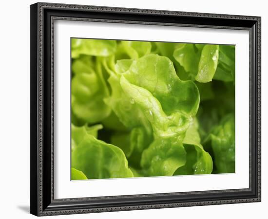 Fresh Lettuce-Kai Stiepel-Framed Photographic Print