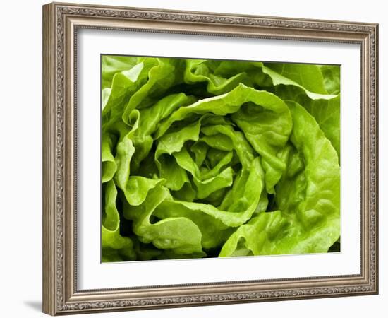 Fresh Lettuce-Greg Elms-Framed Photographic Print