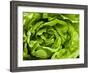 Fresh Lettuce-Greg Elms-Framed Photographic Print