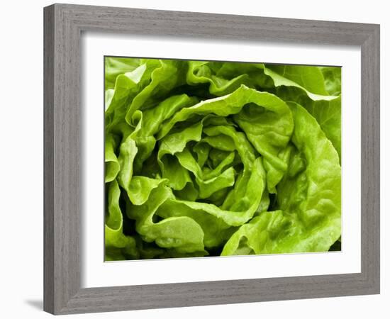 Fresh Lettuce-Greg Elms-Framed Photographic Print