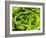 Fresh Lettuce-Greg Elms-Framed Photographic Print