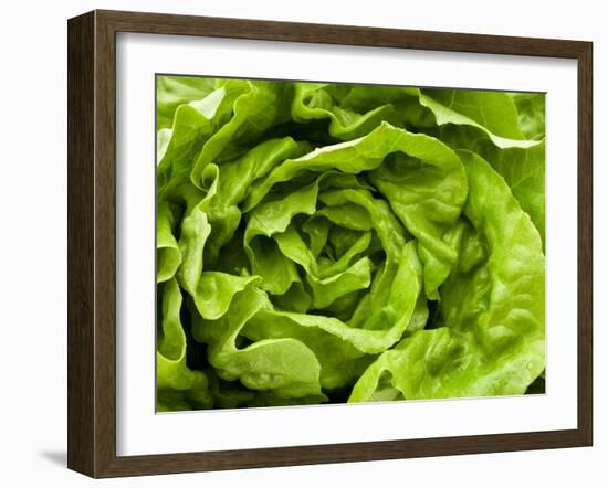 Fresh Lettuce-Greg Elms-Framed Photographic Print