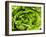 Fresh Lettuce-Greg Elms-Framed Photographic Print