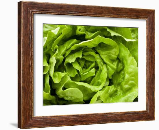 Fresh Lettuce-Greg Elms-Framed Photographic Print