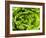 Fresh Lettuce-Greg Elms-Framed Photographic Print