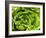 Fresh Lettuce-Greg Elms-Framed Photographic Print