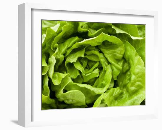 Fresh Lettuce-Greg Elms-Framed Photographic Print