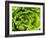 Fresh Lettuce-Greg Elms-Framed Photographic Print