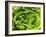 Fresh Lettuce-Greg Elms-Framed Photographic Print