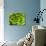 Fresh Lettuce-Greg Elms-Photographic Print displayed on a wall