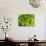 Fresh Lettuce-Greg Elms-Photographic Print displayed on a wall