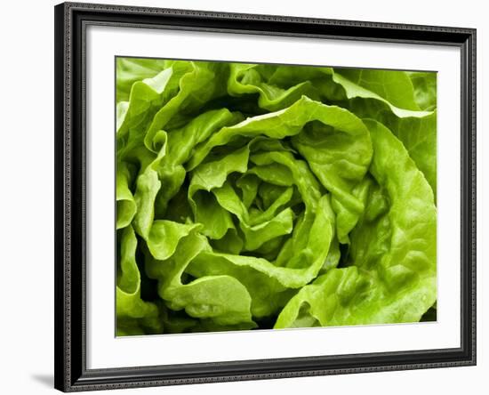 Fresh Lettuce-Greg Elms-Framed Photographic Print