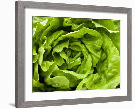 Fresh Lettuce-Greg Elms-Framed Photographic Print