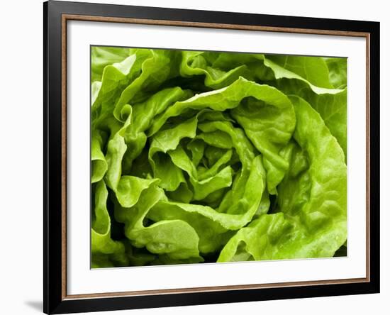 Fresh Lettuce-Greg Elms-Framed Photographic Print