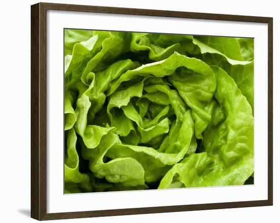 Fresh Lettuce-Greg Elms-Framed Photographic Print