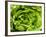 Fresh Lettuce-Greg Elms-Framed Photographic Print