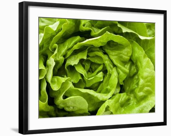 Fresh Lettuce-Greg Elms-Framed Photographic Print