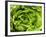 Fresh Lettuce-Greg Elms-Framed Photographic Print