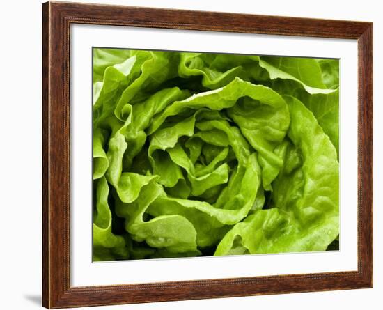 Fresh Lettuce-Greg Elms-Framed Photographic Print