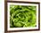 Fresh Lettuce-Greg Elms-Framed Photographic Print