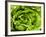 Fresh Lettuce-Greg Elms-Framed Photographic Print