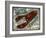 Fresh Maine Lobster Sign-Old Red Truck-Framed Giclee Print