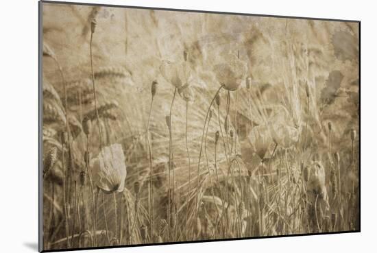 Fresh Meadow Bloom 2-Sheldon Lewis-Mounted Art Print