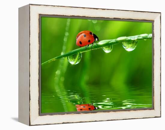 Fresh Morning Dew And Ladybird-volrab vaclav-Framed Premier Image Canvas
