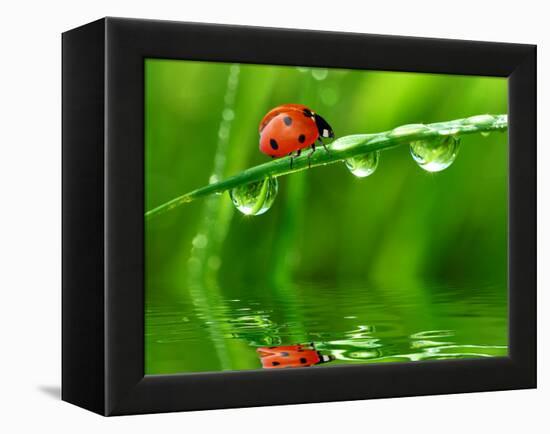 Fresh Morning Dew And Ladybird-volrab vaclav-Framed Premier Image Canvas