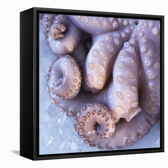 Fresh Octopus (Close-Up)-Alexander Feig-Framed Premier Image Canvas