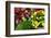 Fresh Organic Vegetables at a Farmers' Market, Savannah, Georgia, USA-Joanne Wells-Framed Photographic Print