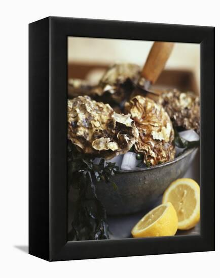 Fresh Oysters and Lemon-Debi Treloar-Framed Premier Image Canvas